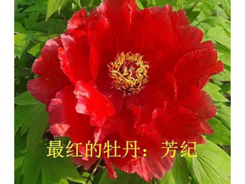 點擊查看詳細信息<br>標題：芳紀 閱讀次數：1117