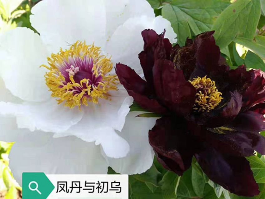 點擊查看詳細信息<br>標題：丹鳳與初鳥 閱讀次數(shù)：977