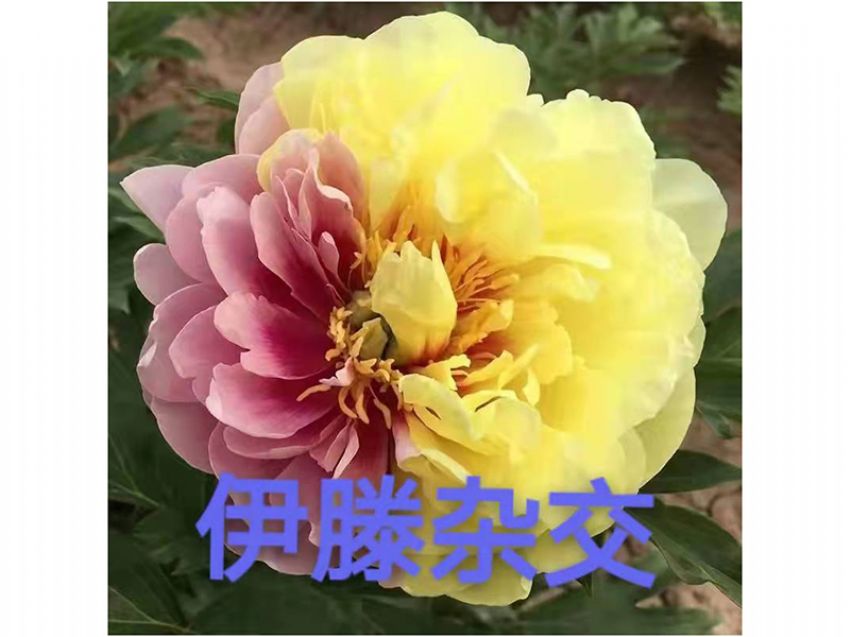 點擊查看詳細(xì)信息<br>標(biāo)題：伊滕雜交 閱讀次數(shù)：472