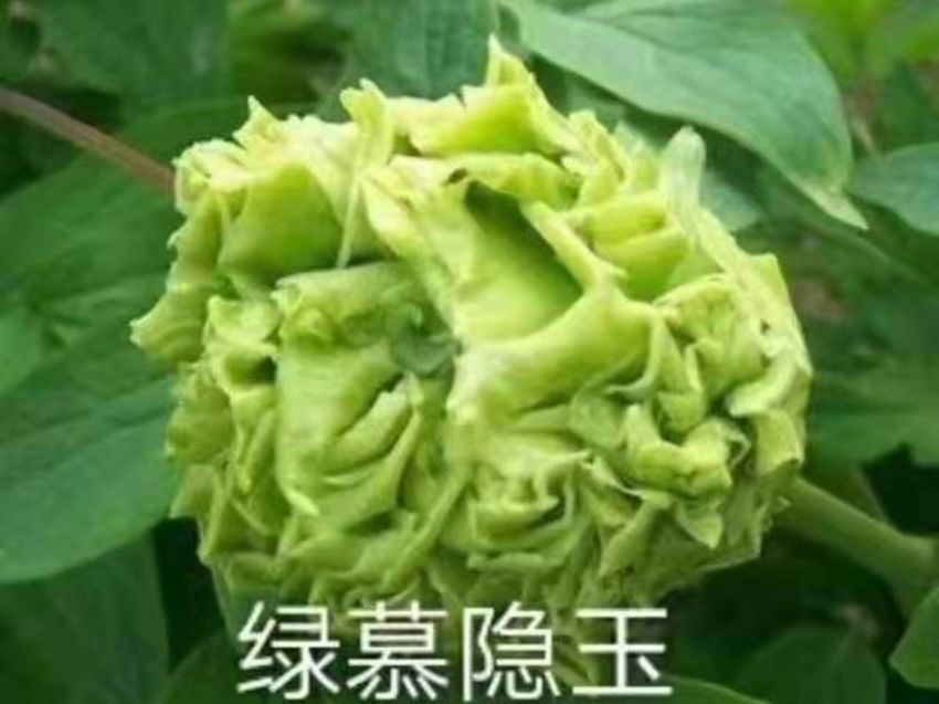 點擊查看詳細(xì)信息<br>標(biāo)題：綠幕隱玉 閱讀次數(shù)：489