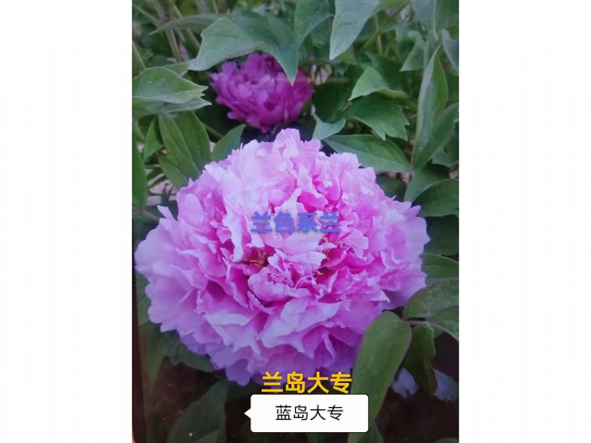 點擊查看詳細信息<br>標題：藍島大專 閱讀次數(shù)：699