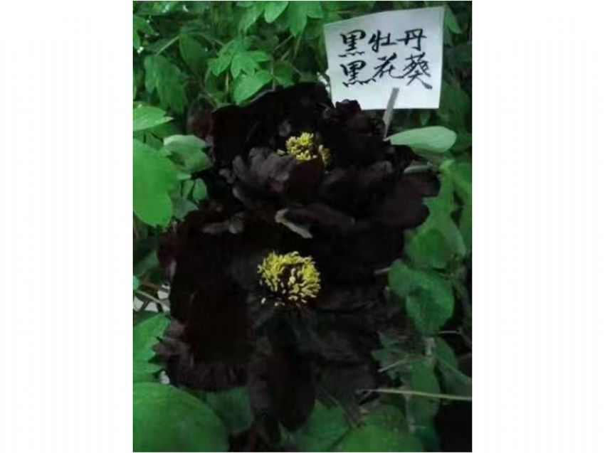 點擊查看詳細信息<br>標題：黑花魁 閱讀次數(shù)：704