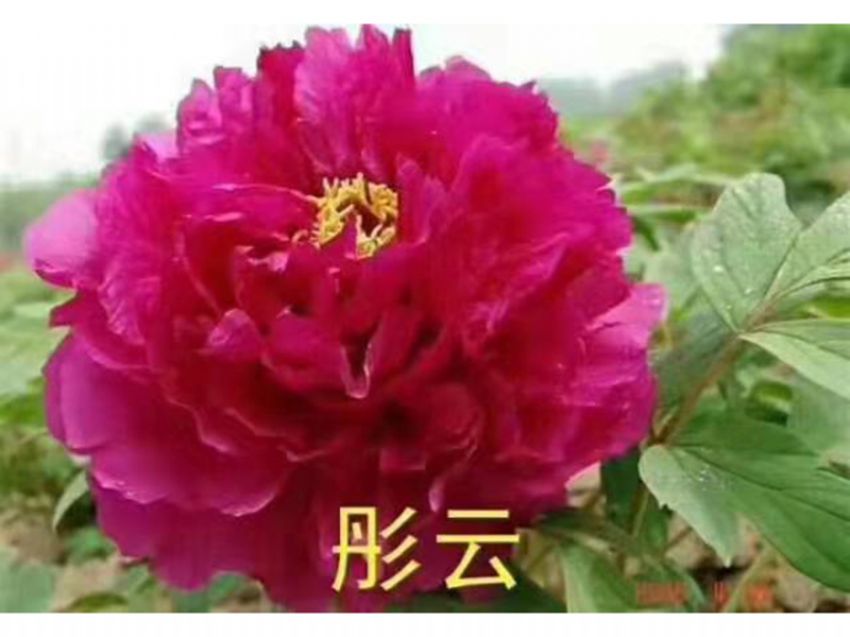 點(diǎn)擊查看詳細(xì)信息<br>標(biāo)題：彤云 閱讀次數(shù)：717