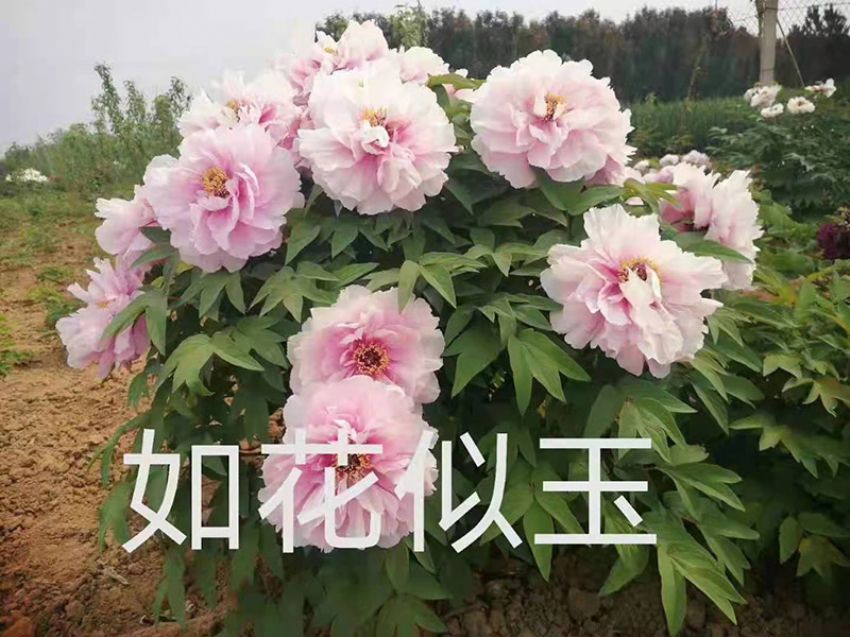 點擊查看詳細信息<br>標題：如花似玉 閱讀次數(shù)：704