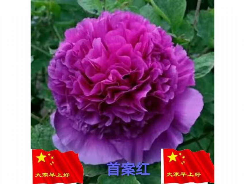 點(diǎn)擊查看詳細(xì)信息<br>標(biāo)題：首案紅 閱讀次數(shù)：697