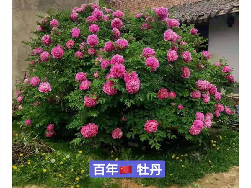 點(diǎn)擊查看詳細(xì)信息<br>標(biāo)題：百年牡丹王 閱讀次數(shù)：763