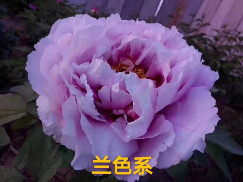 點(diǎn)擊查看詳細(xì)信息<br>標(biāo)題：蘭色系 閱讀次數(shù)：713